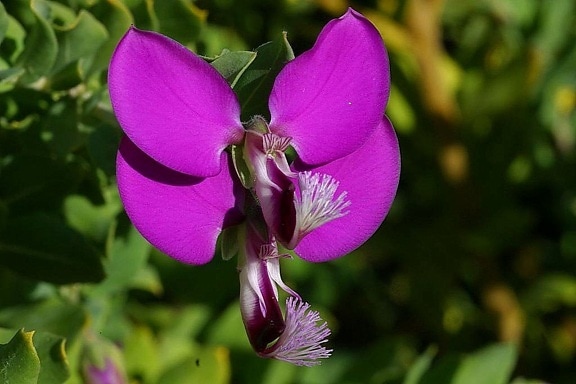 紫の花、公園
