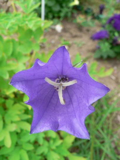 flor púrpura, alto, definición