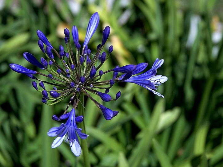 purple flower, grass