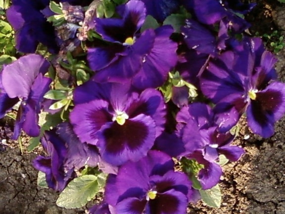 dark purple flowers, up-close, garden, blooming
