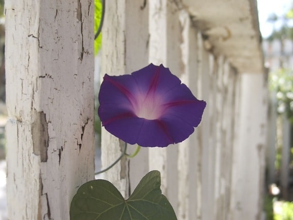 fialový kvet, plot