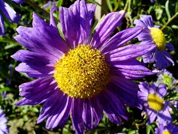 purple flower, yellow, center