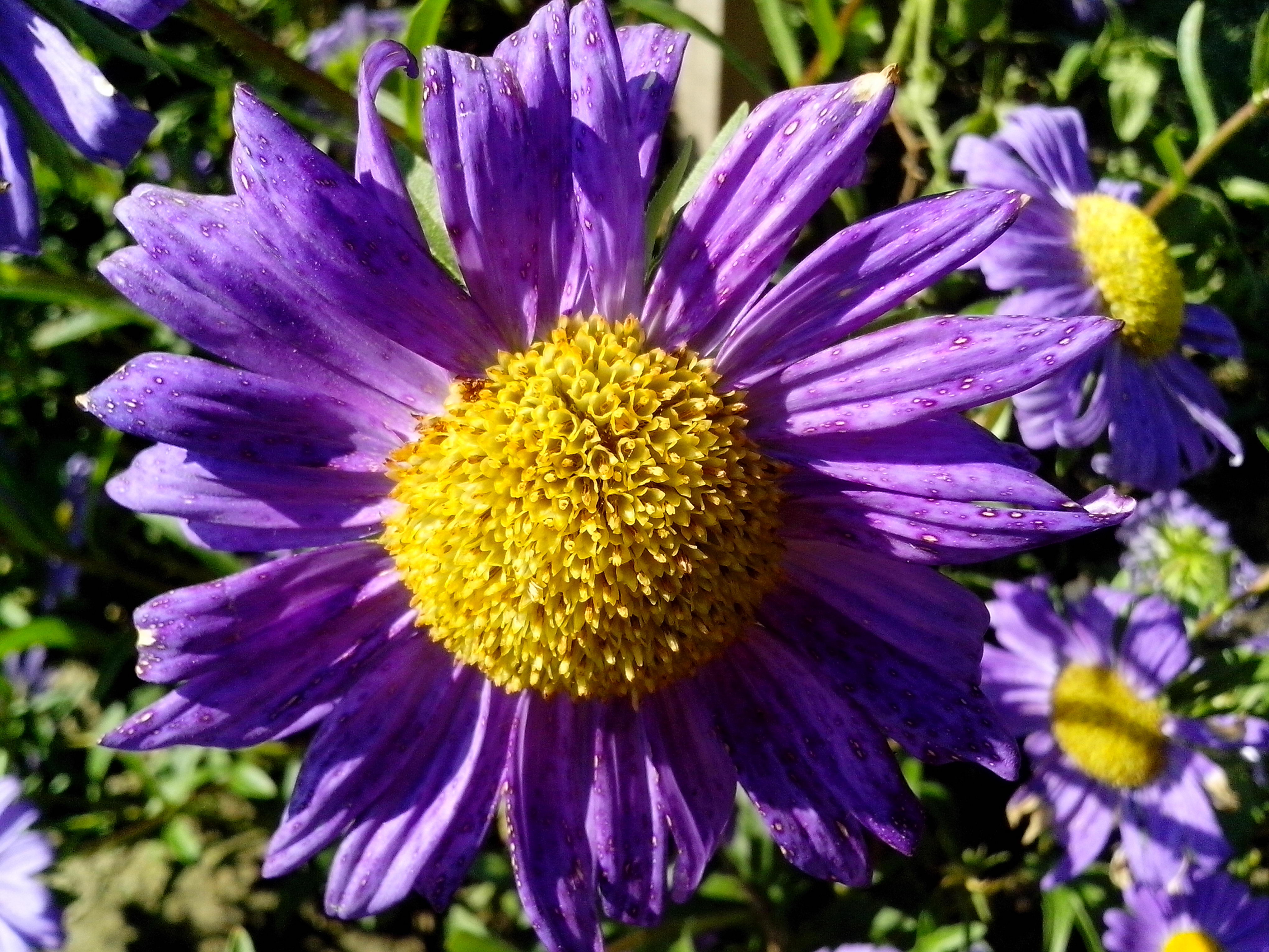 Purple Flower With Yellow Center 