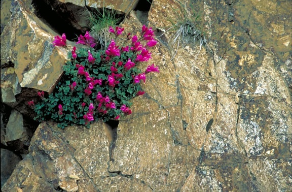 fleurs pourpres, rochers