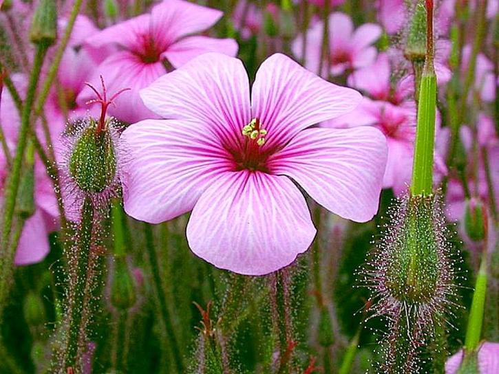 пурпурні квіти, нирки, пелюстки, трава