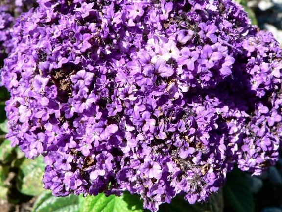 purple flowers, bush