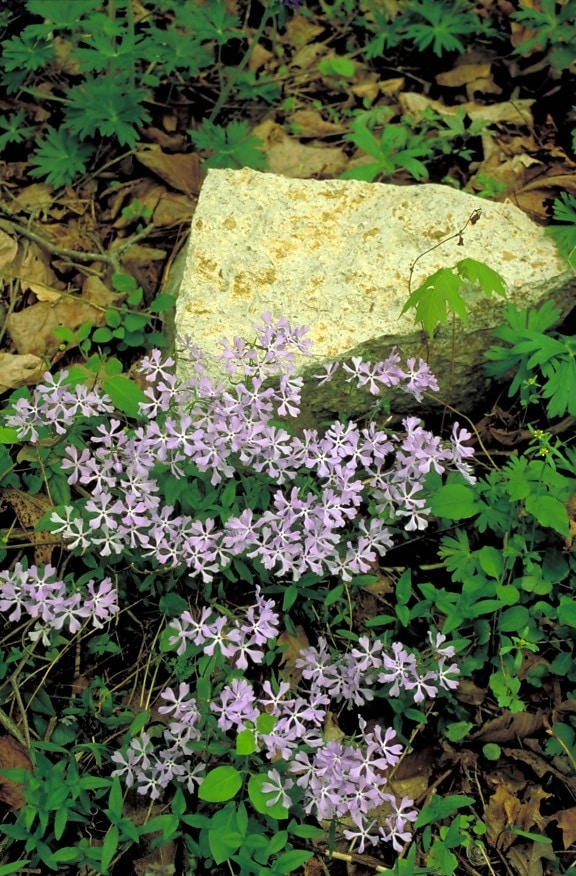 purple flowers, rock