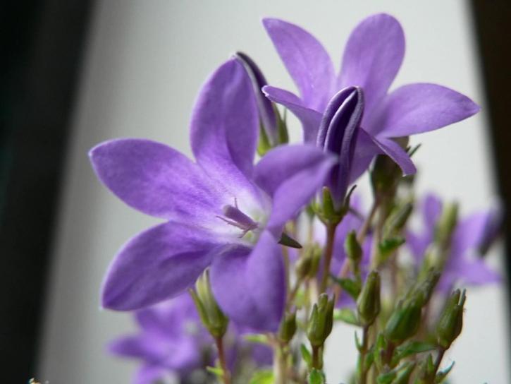 fialové květy, zblízka, Foto