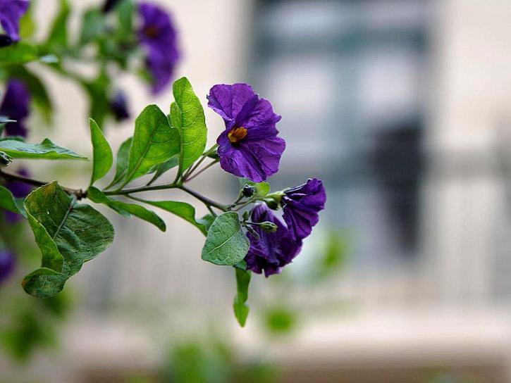 Hoa màu tím, balcon