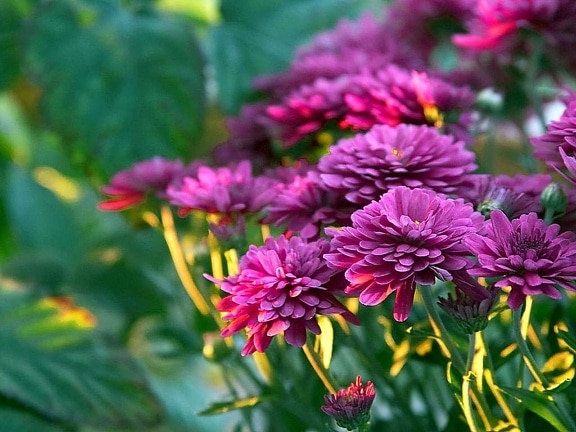 purple-mums-flowers-550x413.jpg