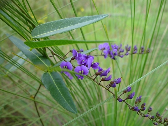 purple, native, creeper, plant