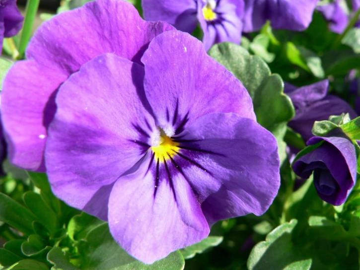 purple, pansy, flower