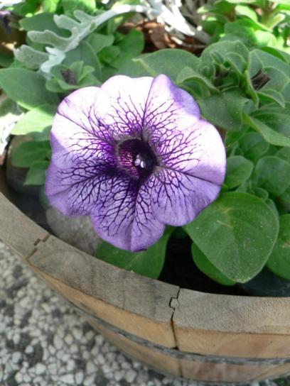 bunga petunia, ungu,
