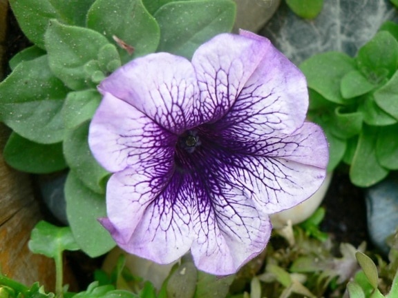purple, petunia, petunia, hybrida