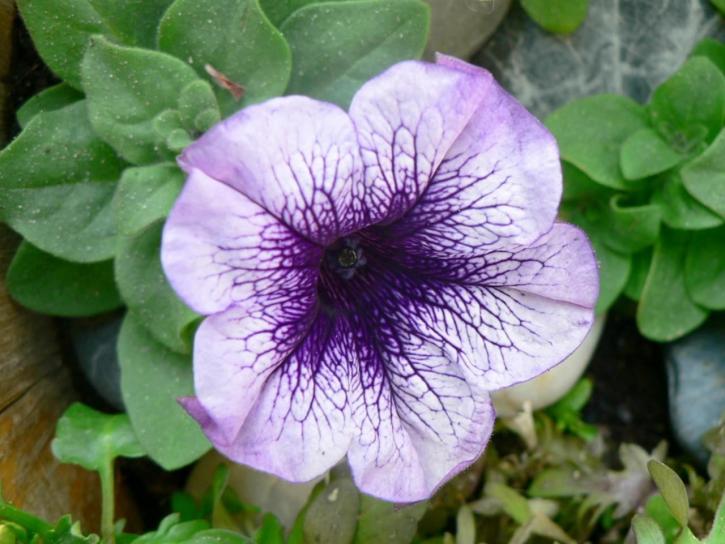 violet, petunia, petunia, hybrida