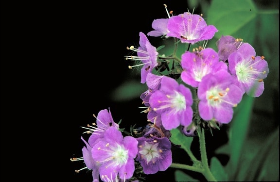 purple, phacelia, flower