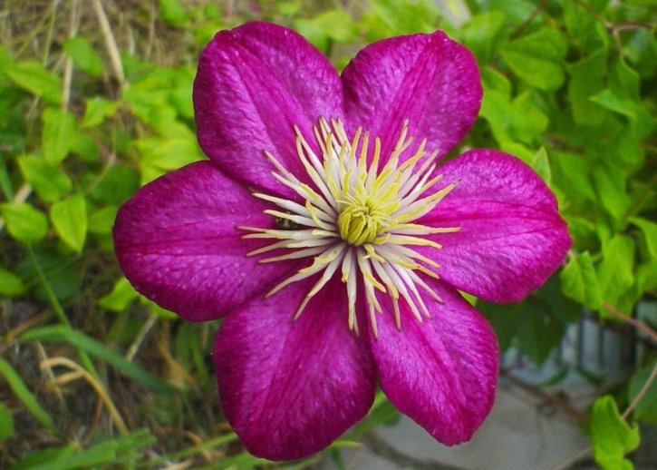 púrpura, flor roja, hierba
