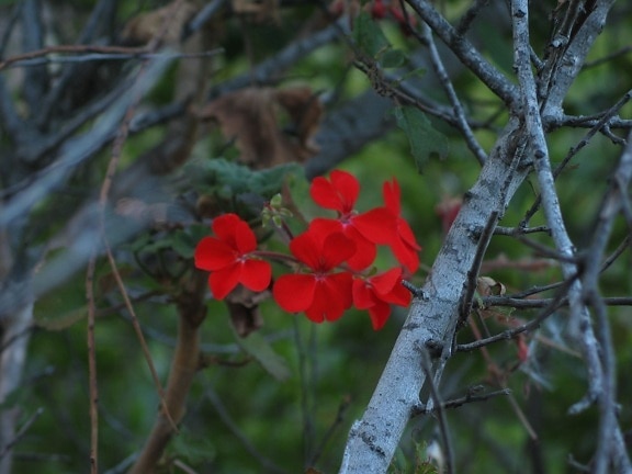red flower, bloom