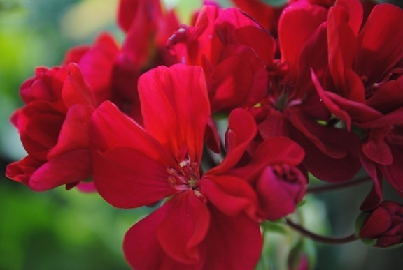 red flowers, macro