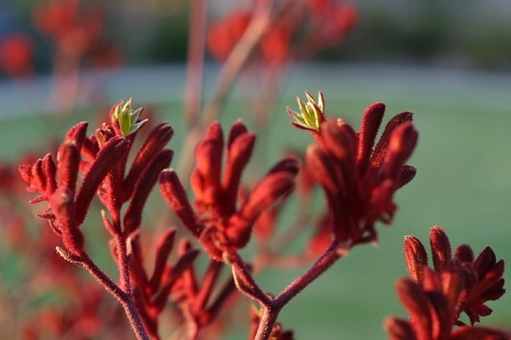 red, kangaroo, plant