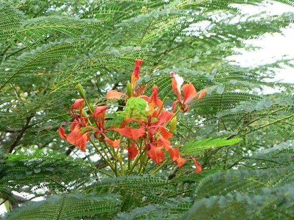 red, tree, flowers