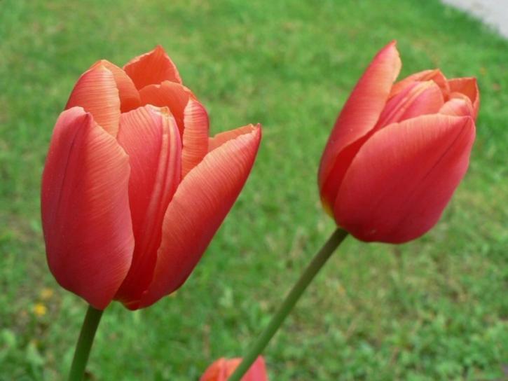 piros, tulipán