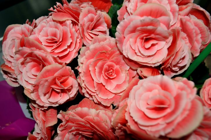 Bouquet, merah muda, mawar, bunga