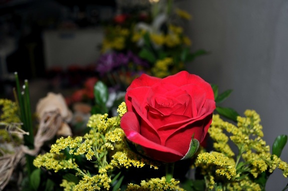 μπουκέτο, κόκκινο, τριαντάφυλλα, λουλούδια, αγριολούλουδα, άνθος, ανθοφορία