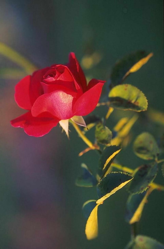 trandafir rosu,
