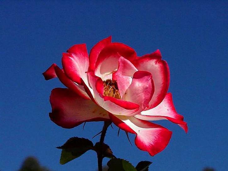 Balboa park, Hoa hồng