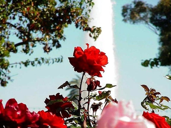 Balboa, park, rosor, trädgård