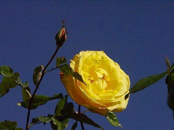 Balboa park, màu vàng, Hoa hồng, vườn