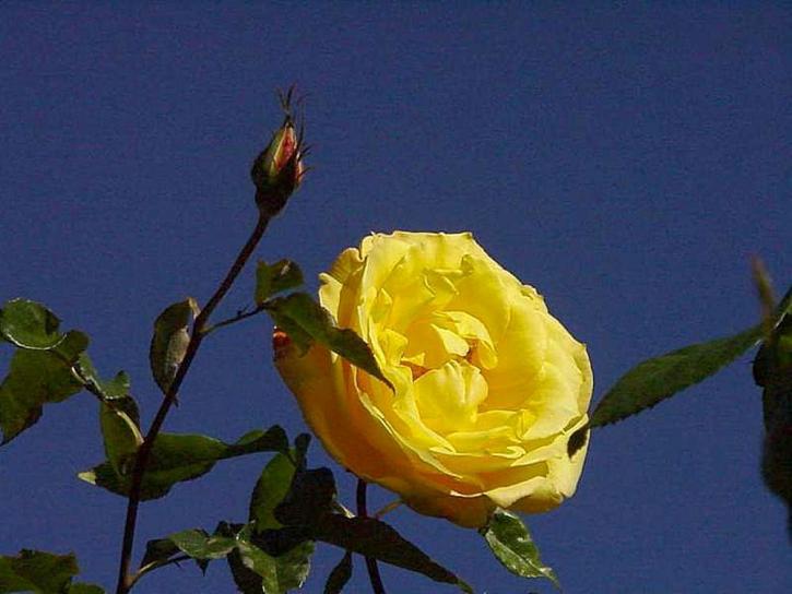 πάρκο BALBOA, κίτρινο, τριαντάφυλλα, Κήπος