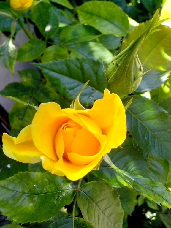 beautiful, bright yellow, rose, flower
