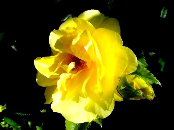 明るい黄色、バラの花
