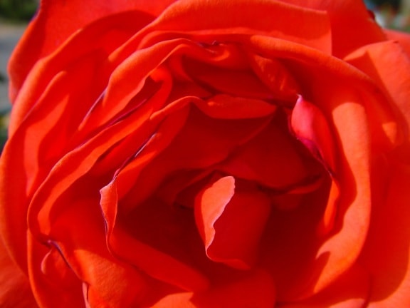 serca, róża
