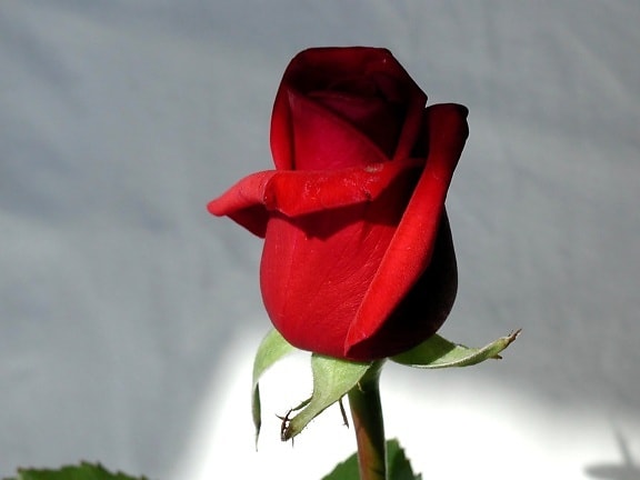 beeld, rood, rose