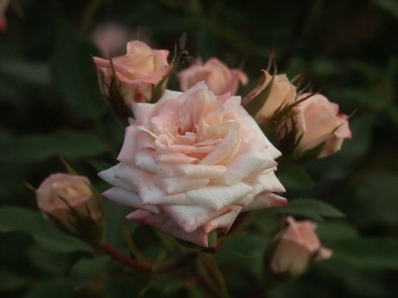 lys rosa rose