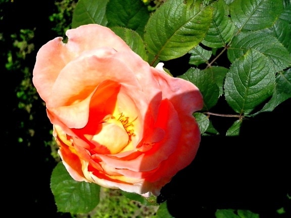 rose, fleur d'orange, pétales