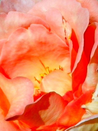 rosa, Blütenblätter, Hintergrund