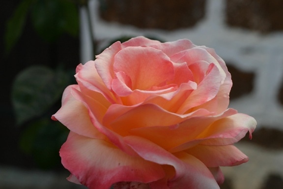 розовый, Роза
