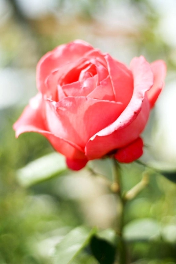 roz, de grădină de trandafiri,
