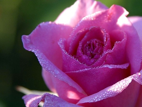 mawar merah muda, embun