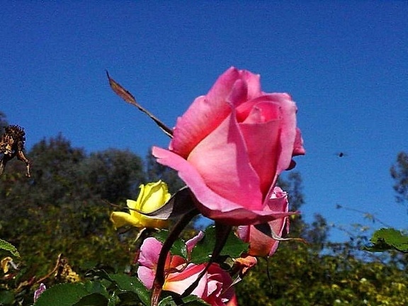 różowy, róż, Balboa, park
