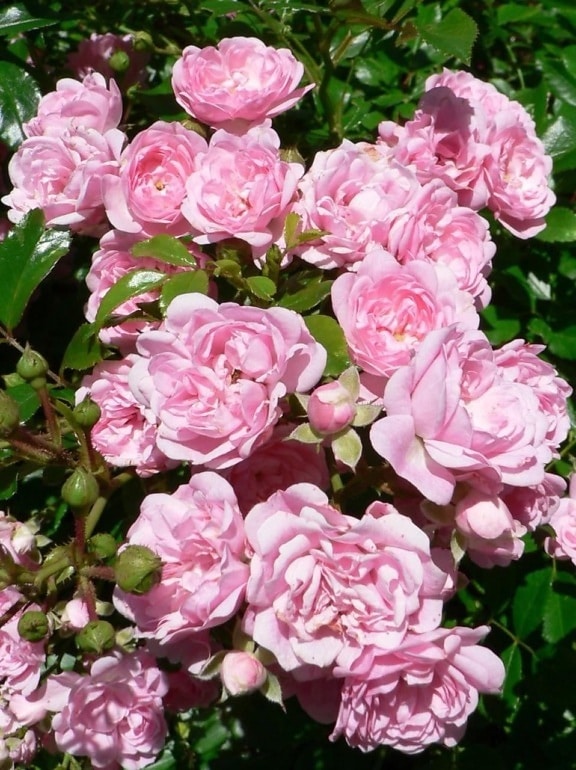 Roze rozen, bush, Tuin