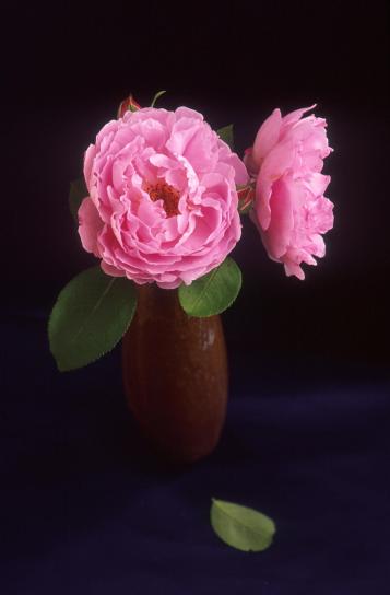 ピンク、バラ、花瓶