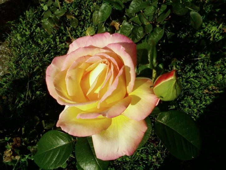 рожевою Жовті троянди, близьким, шпалери