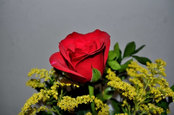 червоний, троянда, близьким, відро