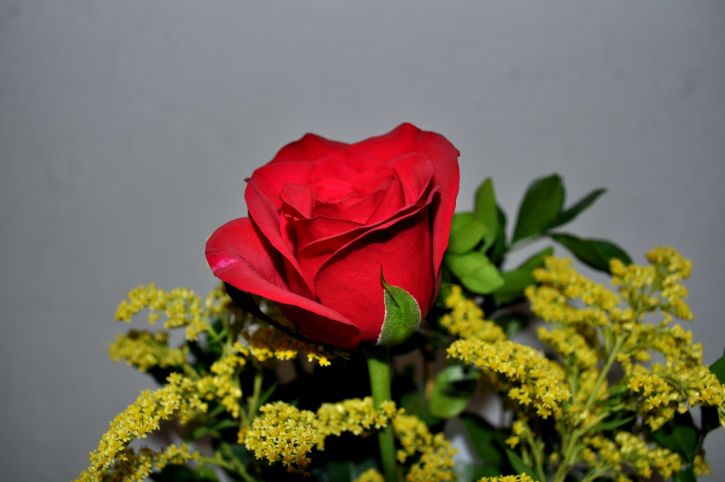 κόκκινο, rose, από κοντά, κουβά