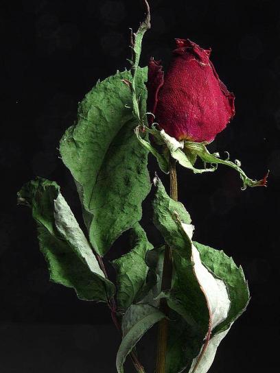 červený, ruža, kvet